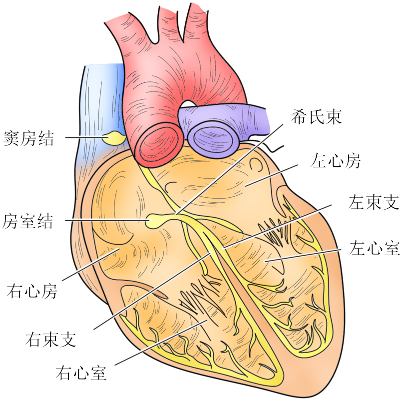 007图1-7心脏的传导系统.jpg