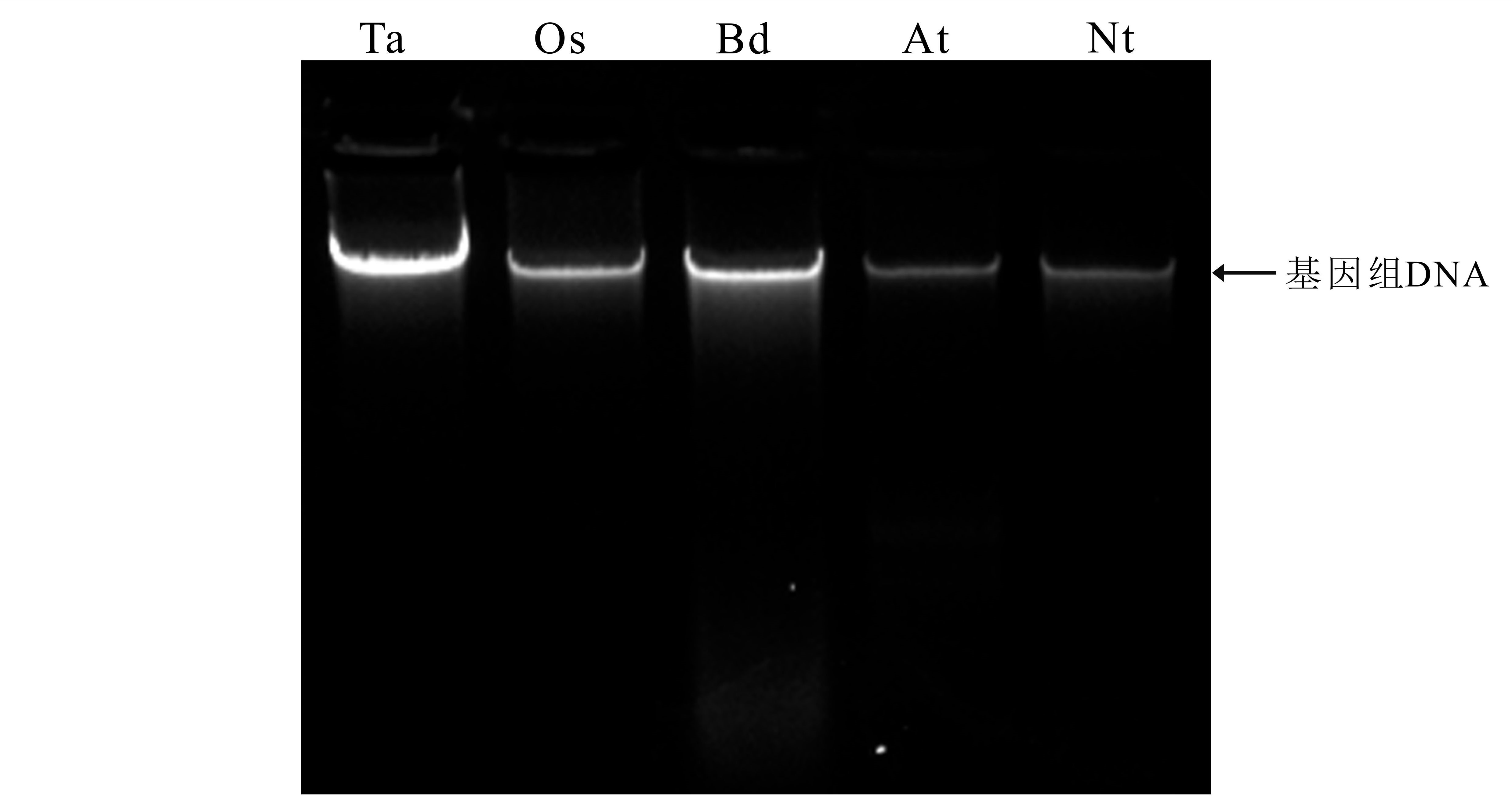 图9-2 五种植物基因组DNA电泳结果图.jpg