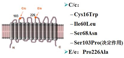 图2-2 C、c抗原及E、e抗原的区别.jpg
