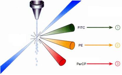 图4-9 单一氩离子激光三色荧光分析图.jpg