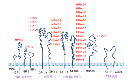图5-1 血小板膜糖蛋白及抗原表位.png