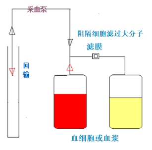 图7-5　滤膜式血细胞分离机工作原理.png