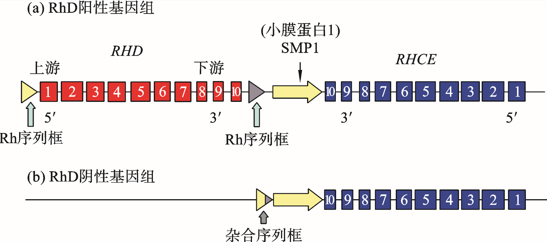 图2-1 Rh血型基因结构图.png