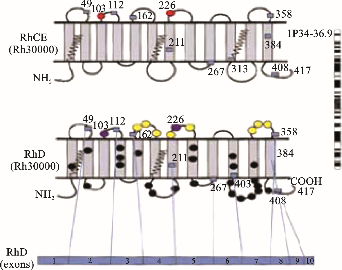 图2-3 RhD和RhCE多肽链结构.png